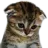 :sadcat: sadcat