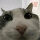 gato