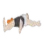 IsDed