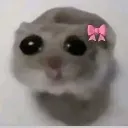 hamster hamster