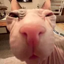 Cat_Stare