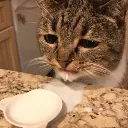 car_milksogged