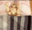 cattuck