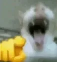 pointLaugh