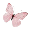 pinkbutterfly