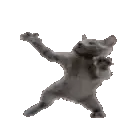 CatDance