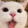 pagcat