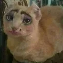 Cat_que