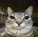 meowrawr