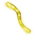 Glow_Worm