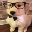 nerddawg