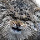 angryManul