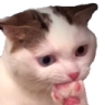 E_cat_Hmm Discord emoji