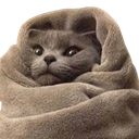 E_cat_chill Discord emoji