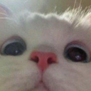 E_cat_kisssssska Discord emoji