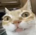 whattheflip whattheflip