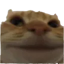 catwut