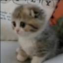 gatito Discord Emoji from The Litter Box