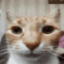 myhonestreaction Discord Emoji from The Litter Box