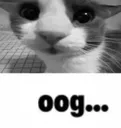 oog