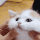 catrub animated Discord emote from The Litter Box