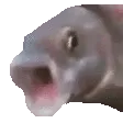 OOOO