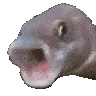 pogfish