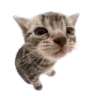 Gato3