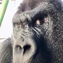 monke