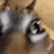 catGOCRAZY