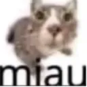 Cmiau
