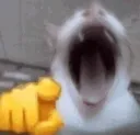 kys