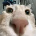 sniffsniffsniff