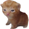 cat_doneasf Discord emoji