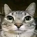 dontmeCat