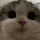 qt