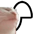 catjam