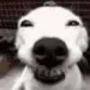 yeehee yeehee