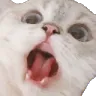 cat_shock