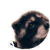 pedro
