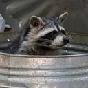 TrashPanda