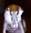 evildog