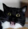 loxhenwacat