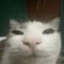 neighbor_na