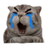 cry_cat