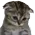 sad_cat2