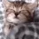 cat_bedtime