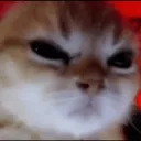 angrycat