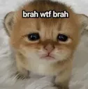 brahwtfbrah