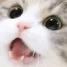 CatHappy